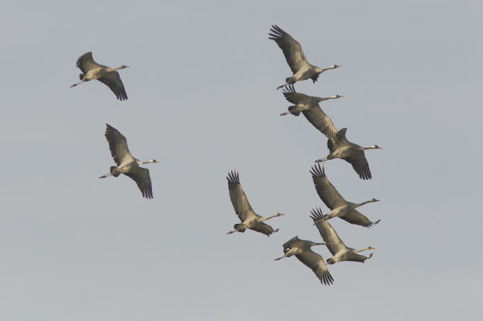 Kranich_4