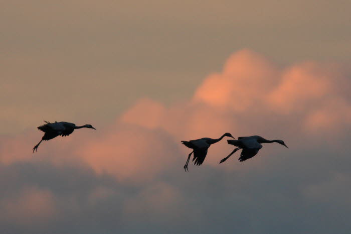 Kranich_7