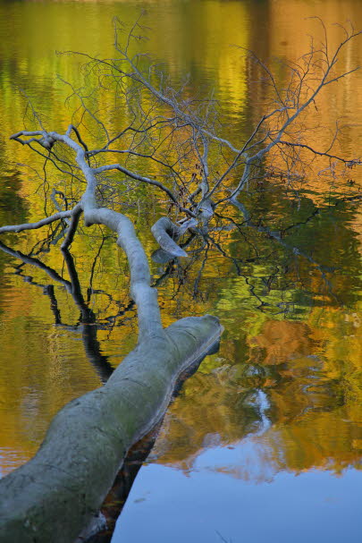Wald-Bad