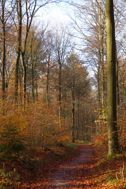Wald_100