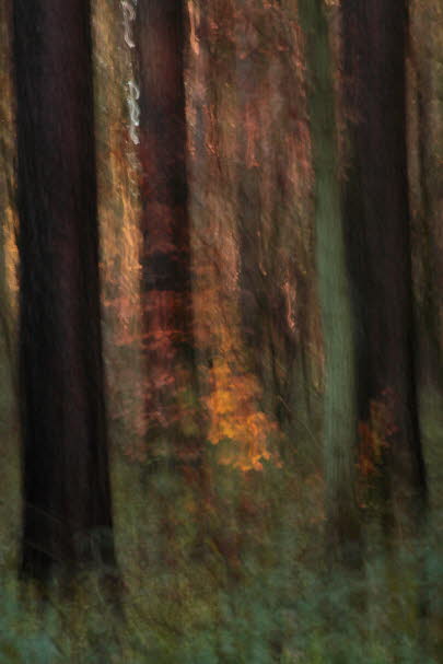 WalduWisch_06-11-16_9004