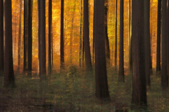 WalduWisch_06-11-16_9005