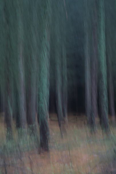 WalduWisch_06-11-22_9007