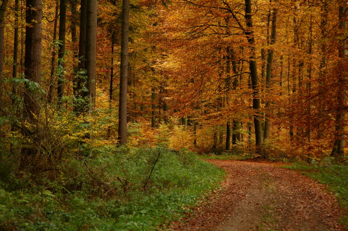 WalduWisch_07-10-31_9016