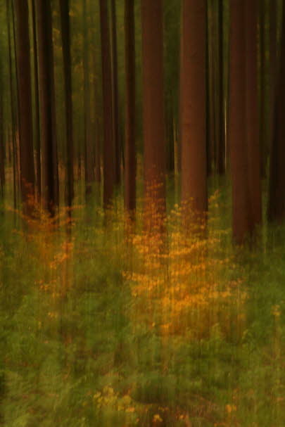 WalduWisch_07-10-31_9018