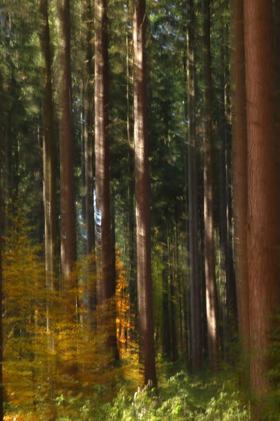 WalduWisch_09-10-30_9035