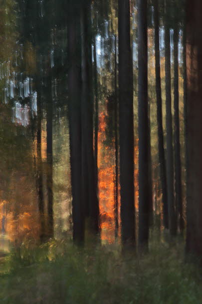 WalduWisch_09-10-30_9036