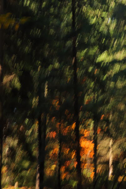 WalduWisch_09-10-30_9037