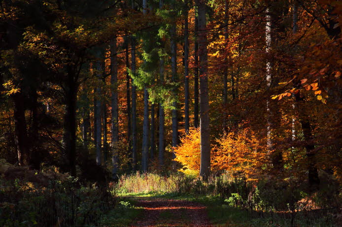 WalduWisch_09-10-30_9038