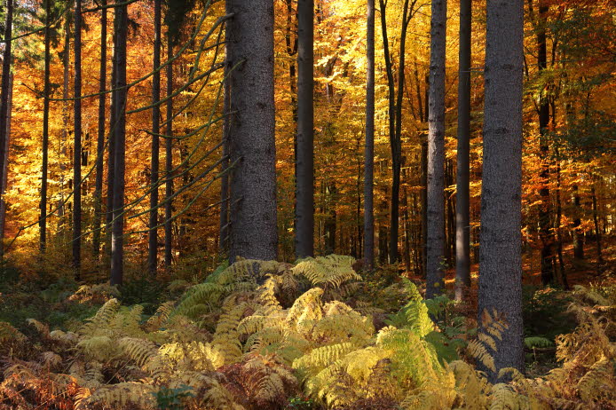 WalduWisch_09-10-30_9040