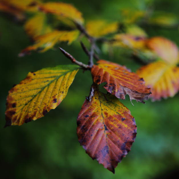 WalduWisch_10-10-19_9045