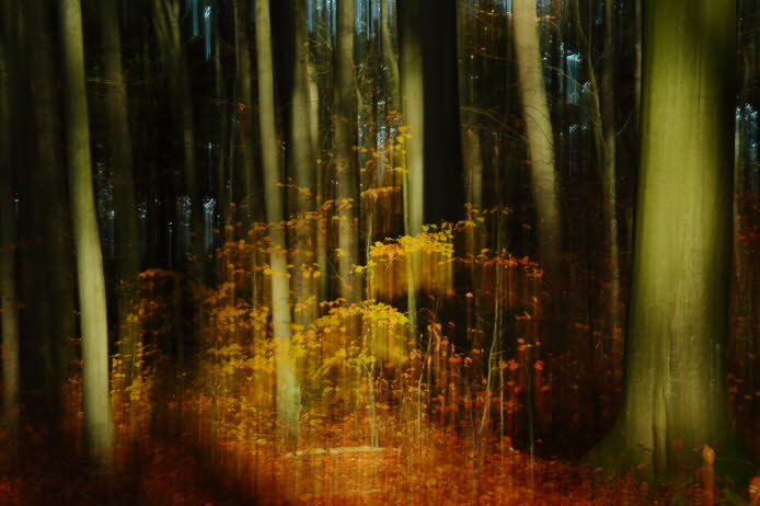 WalduWisch_13-11-13_9066