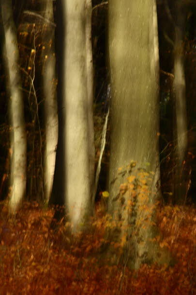 WalduWisch_13-11-13_9070
