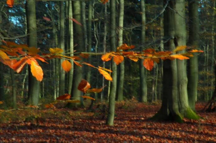 WalduWisch_13-11-13_9072
