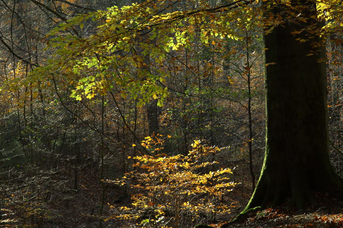 WalduWisch_13-11-13_9082